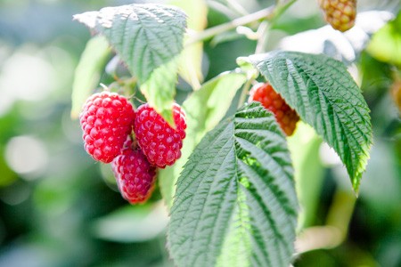 Kirschen pfluecken auf dem Stockseehof-15