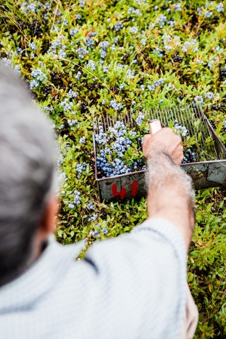 Wilde Blaubeeren aus Kanada - ein Reisebericht - www.kuechenchaotin.de-19