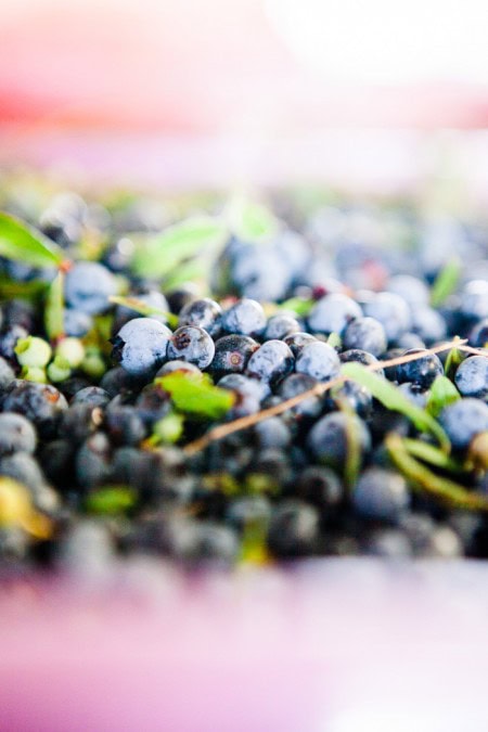 Wilde Blaubeeren aus Kanada - ein Reisebericht - www.kuechenchaotin.de-24